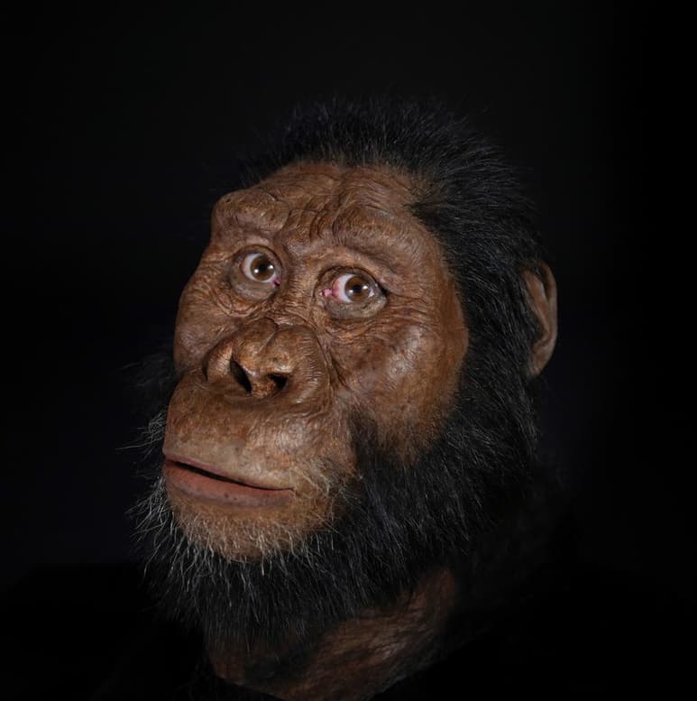 Los ancestros de los humanos pudieron ser capaces de pronunciar vocales diferenciadas, un elemento clave del habla humana, millones de años antes de lo que hasta ahora se creía. (ARCHIVO)