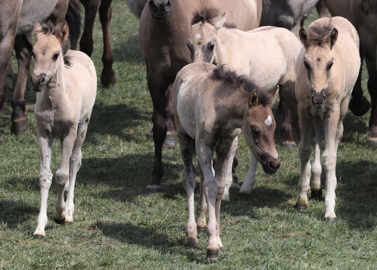 dos comisiones legislativas de Estados Unidos intentan frenar la asignación de fondos a una propuesta del gobierno de Donald Trump para acelerar la captura de 130,000 caballos salvajes. (ARCHIVO)
