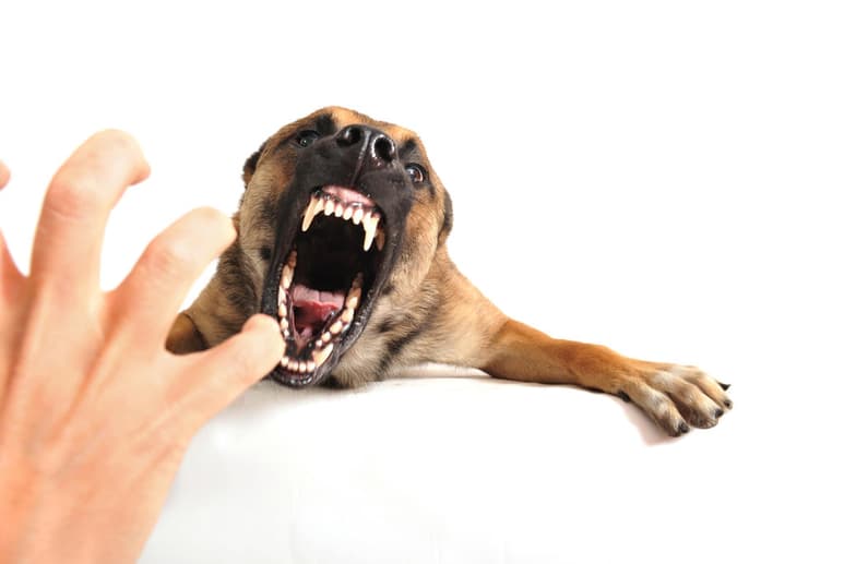 Cuando una persona es atacada por un perro puede buscar una intervención o compensación legal a consecuencia de los daños, sin embargo, es importante tomar en cuenta la situación en la que sucedió el accidente. (ARCHIVO)