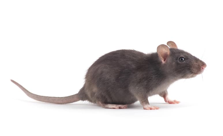 Investigadores de Ecuador y Argentina describieron una nueva especie de rata cangrejera. (ARCHIVO)