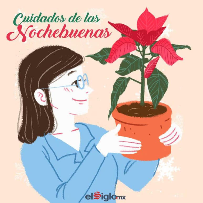 Sin importar si son perros, gatos, conejos o cualquier otro animal, es importante mantenerlos alejados de tu Nochebuena, ya que pueden quebrarla y destruirla fácilmente. (EL SIGLO DE TORREÓN)