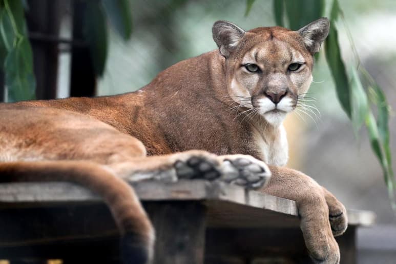 La policía y agentes de vida silvestre capturaron un puma en un barrio en el sur de California. (ARCHIVO) 
