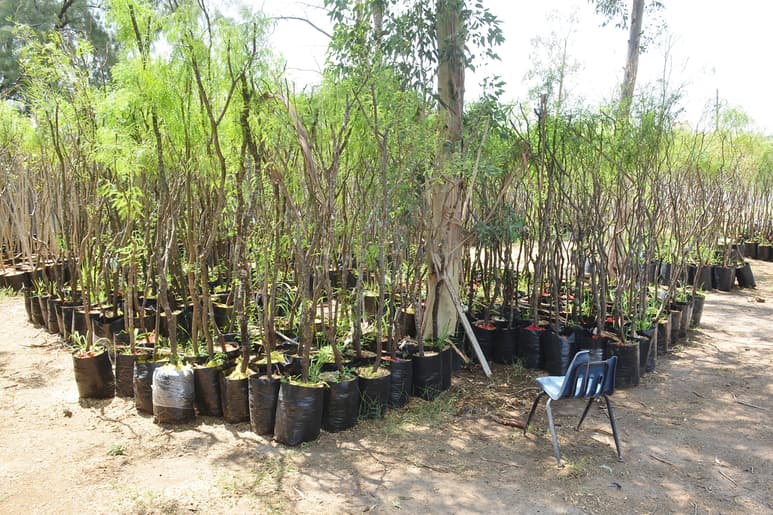 El vivero municipal cuenta con cuatro personas que se dedican a mantener los árboles que compran o que reciben en donación. (EL SIGLO DE TORREÓN)