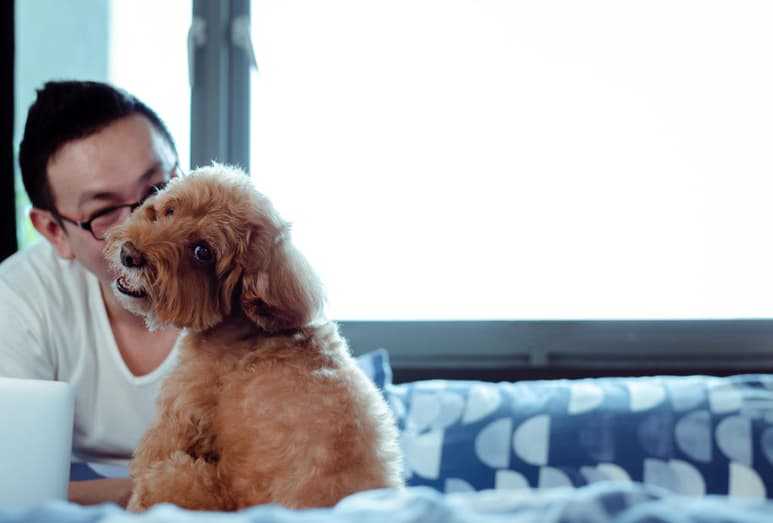 Los perros son las mascotas que tienen un olor corporal más fuerte que todas las demás, especialmente en comparación a animales como los gatos. Conociendo esto debes saber que requerirá mayor atención al momento de mantenerlo higiénico. (ARCHIVO)