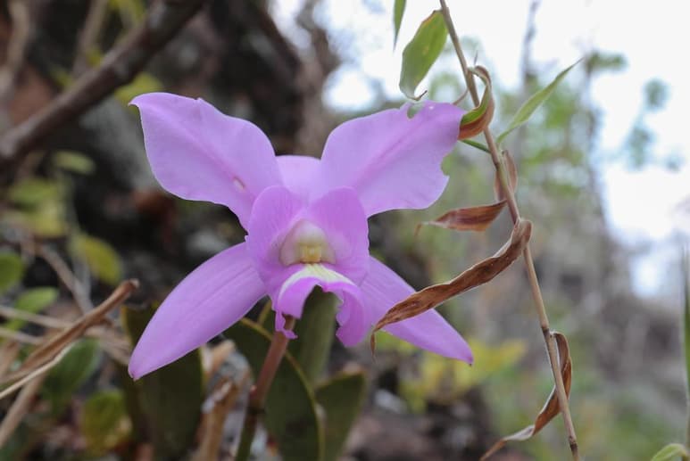 Investigadores de la UNAM de México y del Instituto Nacional de Biodiversidad de Ecuador (INABIO) descubrieron una nueva especie de orquídea. (ARCHIVO)
