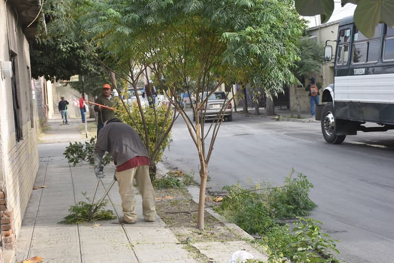 En este 2019 se recibieron 697 unidades de especies propias de la región, las cuales fueron depositadas en el Vivero Municipal. (ARCHIVO)