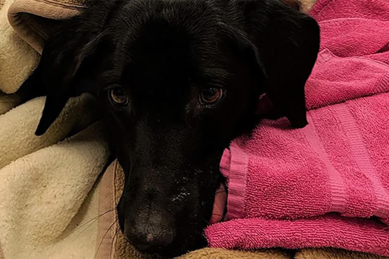 Los veterinarios piden precaución con las mascotas en épocas navideñas. (INTERNET)
