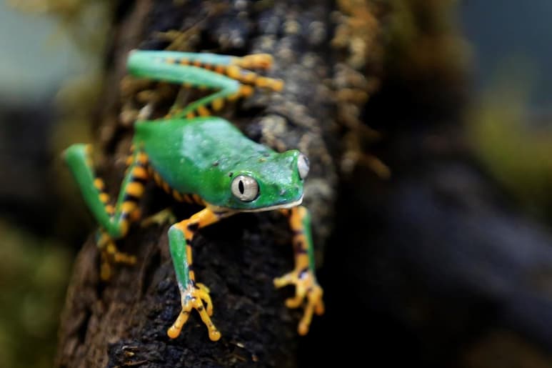 Tres especies de ranas emblemáticas del Chocó, una región del noreste de Ecuador con un elevado índice de endemismo, se encuentran amenazadas por la crisis climática. (ARCHIVO)