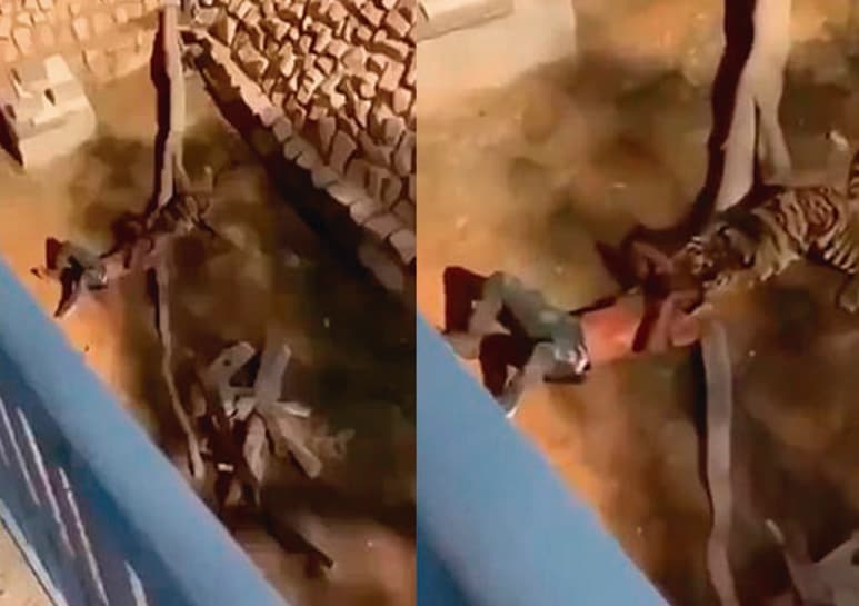 Video difundido por DailyMail. (CAPTURA)