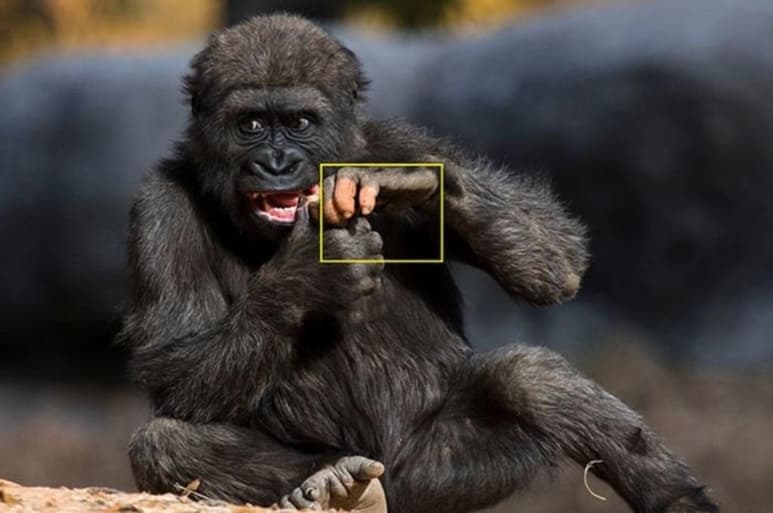 'Anaka' nació en el zoológico de Atlanta hace seis años (INTERNET)