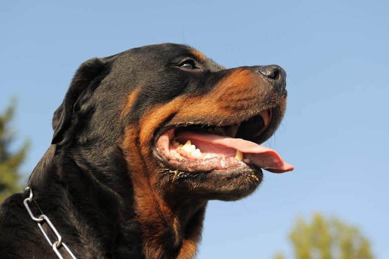 El perro Rottweiler pertenece a la clasificación de razas de medianas a grandes. Conocido por ser imponente a primera vista, no logrará pasar desapercibido, e incluso puede asustar con facilidad debido a su apariencia robusta y musculosa. (ARCHIVO)