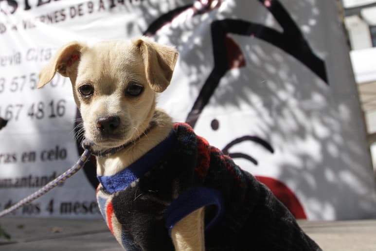 Los cachorros y perros viejos los que observan una mayor sensibilidad a las bajas temperaturas debido a deficiencias en la regulación térmica. (ARCHIVO)