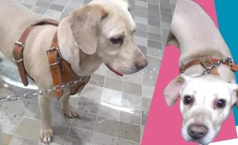 Material compartido por la página en Facebook 'Mi Mejor Amigo... Tributo a mi Tyson'.