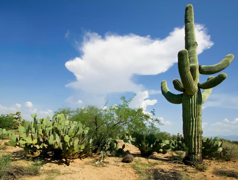 Las zonas áridas y semiáridas de México tienen más de 6 mil especies de plantas; son lugares con una alta diversidad biológica, donde existe el mayor porcentaje de especies endémicas. (ARCHIVO)