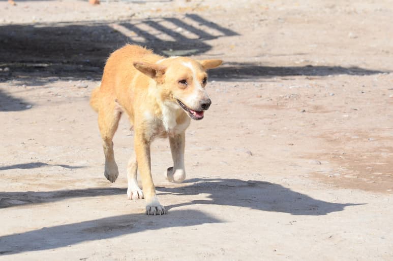 El oído de muchos animales es más sensible que el humano, por lo que las explosiones de fuegos artificiales son dañinas para ellos. (EL SIGLO DE TORREÓN)