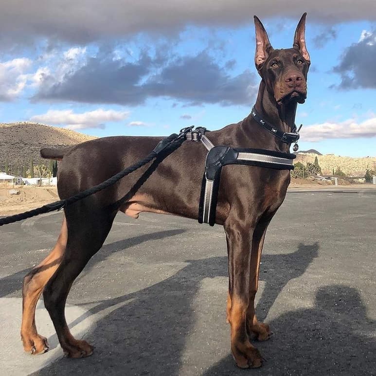 El Doberman es un perro muy elegante y musculoso. Tiene la fisonomía de un perro fácilmente percibido como poderoso y dominante. Es esta apariencia lo que lleva a muchas personas a dejar de lado su increíble inteligencia y sensibilidad. (ESPECIAL)