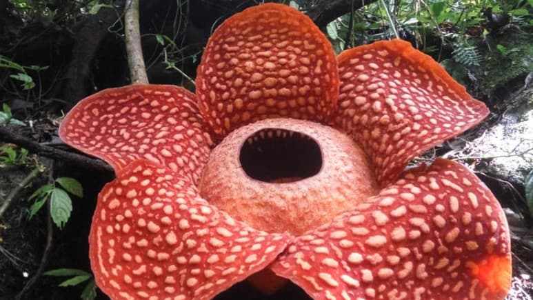 Una planta que sólo florece una semana, antes de comenzar a marchitarse. (INTERNET)