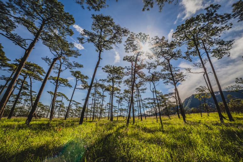 Desde hace tiempo se ha señalado a la reforestación masiva como el único recurso posible para desacelerar el calentamiento global. (ARCHIVO)