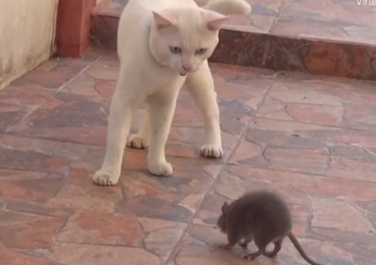 Video compatado en Tailandia. (CAPTURA)
