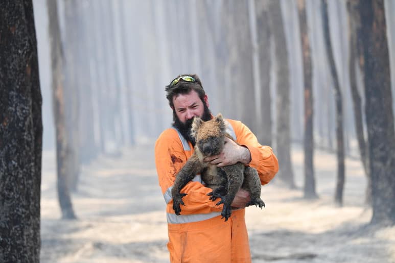 Los incendios recientes tendrán importantes impactos locales en algunas poblaciones importantes de koalas. (EFE)