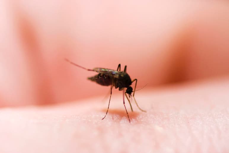 El Centro Alemán para la Investigación de Infecciones ha anunciado el descubrimiento de cientos de nuevos virus que pueden transmitirse a los humanos a través de los insectos. (ARCHIVO)
