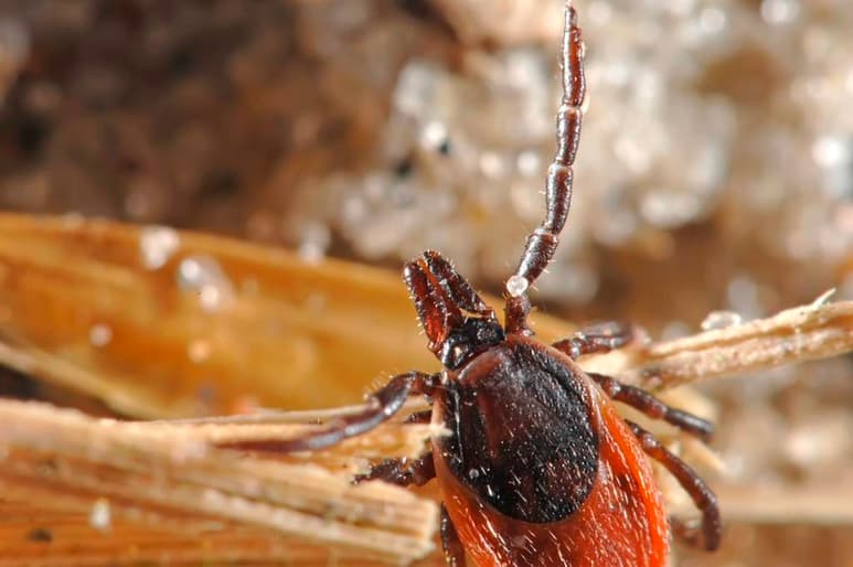 La enfermedad de lyme es un padecimiento causado por la mordedura de las garrapatas de patas negras, conocida como la garrapata de los ciervos. (ARCHIVO)