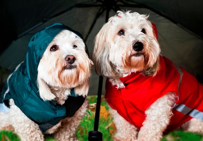 Los trastornos psicológicos están entre las posibles alteraciones que puede sufrir una persona que trata a sus mascotas como sus hijos. (ARCHIVO)