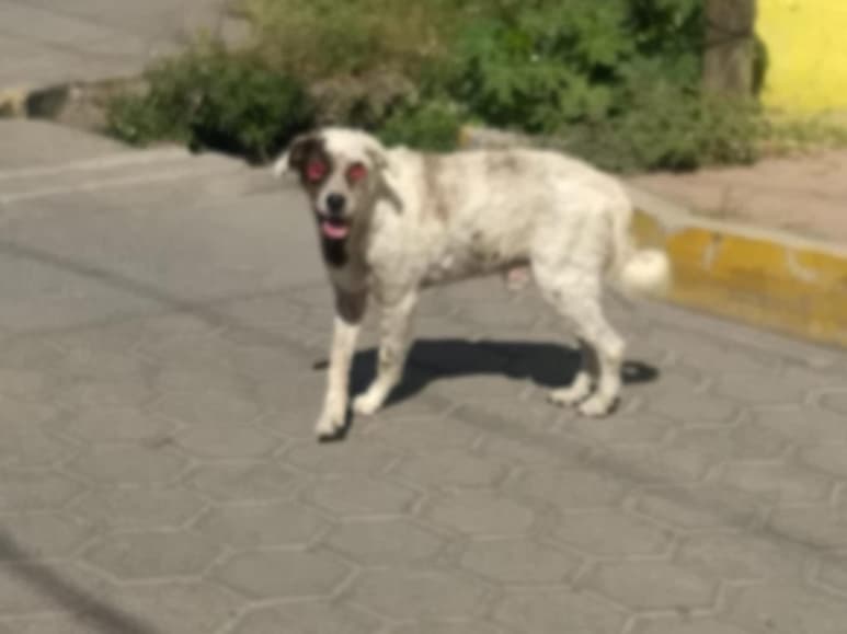 Actualmente buscan a los responsables. (CAPTURA)