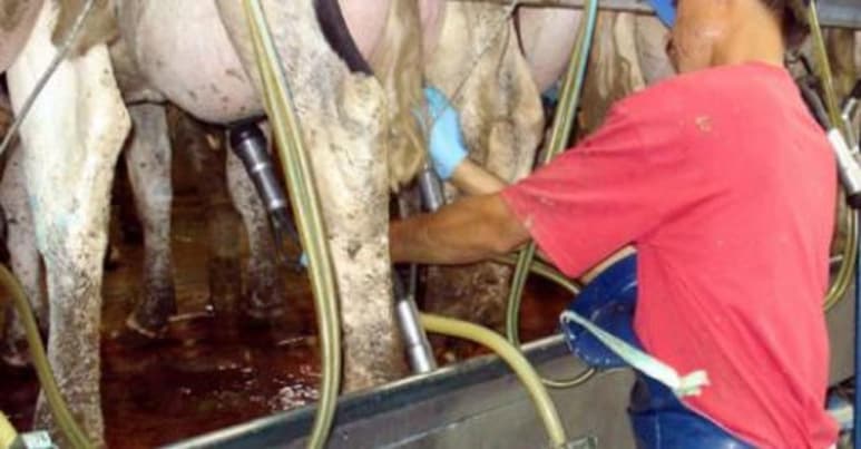 La planta lechera en GP tendrá una capacidad de recepción diaria de un millón de litros para producir 100 toneladas en polvo. (ARCHIVO)