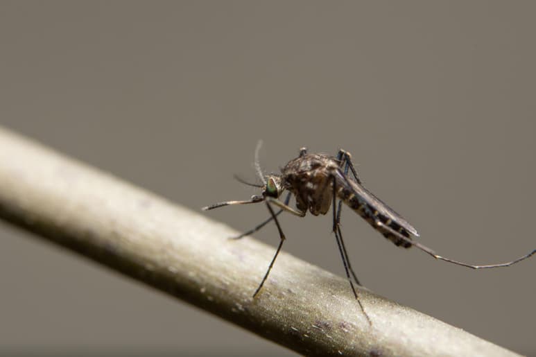 Científicos han detectado en la Antártida distintas especies de mosquitos que, gracias al calentamiento global y la actividad humana, han sido capaces de adaptarse y sobrevivir en el continente helado. (ARCHIVO)