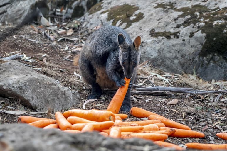 Australia está lanzando desde helicópteros miles de kilos de tubérculos para animales hambrientos como consecuencia de la destrucción de su hábitat por los incendios. (EFE)