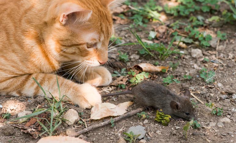 Los gatos tienen un parásito que transmiten a los ratones a través de las heces y por el que los roedores reducen el miedo a sus depredadores felinos. (ARCHIVO)