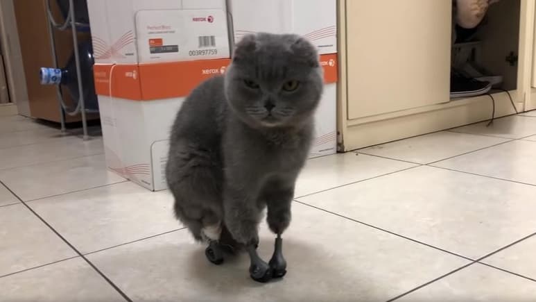 La gatita fue rescatada por veterinarios rusos en 2018 (INTERNET)