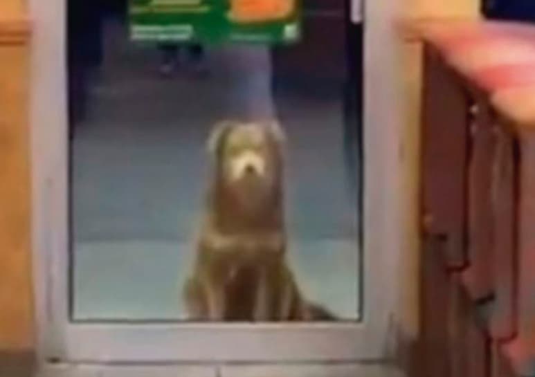 El caso de la perrita fue compartido a través de Tik Tok. (CAPTURA)