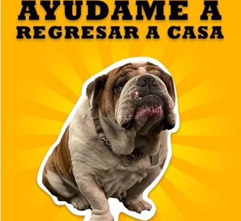 'Emilio', el bulldog que fue robado de una estética canina ubicada en la colonia Roma, fue rescatado por elementos de la Policía de Investigación. (ESPECIAL)