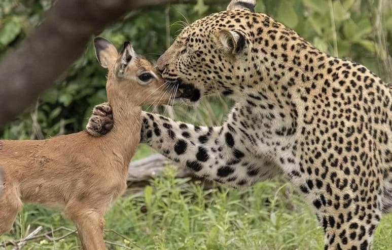 Fotografías tomadas por Reynard Moolman en el Parque Nacional Kruger en Sudáfrica.