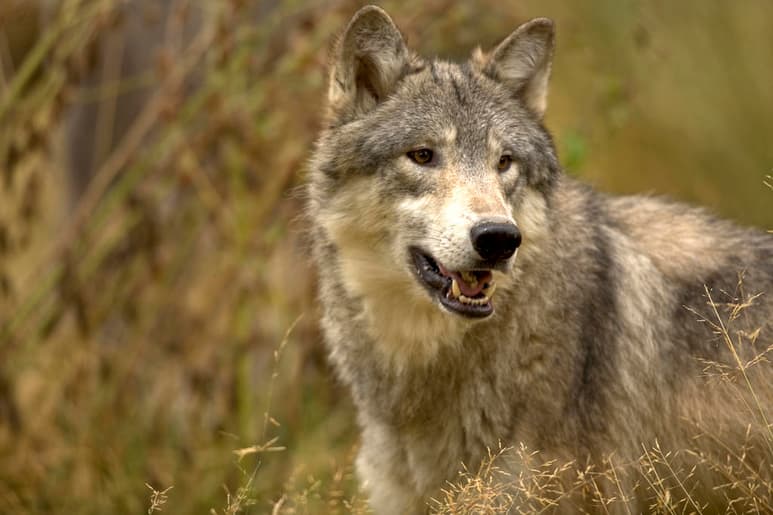 El juego que practican los perros con naturalidad de ir a buscar una pelota y luego traerla de vuelta, gracias a su capacidad de interpretar las señales humanas, también funciona en los lobos. (ARCHIVO)