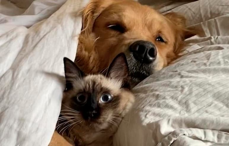 La expresión del felino se ha vuelto blanco de risas por parte de internautas (INTERNET)