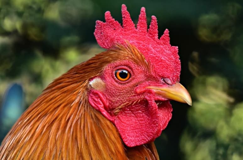 El hombre fue apuñalado cuando el gallo intentaba escapar. Imágenes ilustrativas extraídas de internet.