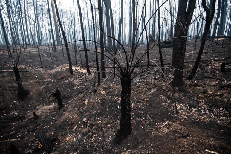 El gobierno de Australia emitió una advertencia de intensas tormentas en diversas partes de Nueva Gales del Sur (NWS), región afectada las últimas semanas por incontrolables incendios. (ARCHIVO)