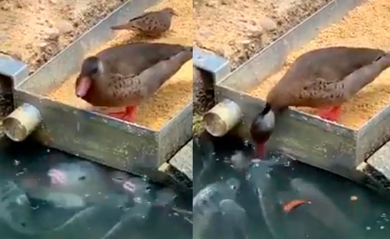 El pato toma alimento y se lo entrega a los peces con ayuda de su pico (CAPTURA)