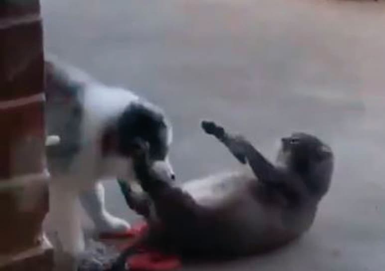 Video con más de 90 mil reproducciones. (CAPTURA)
