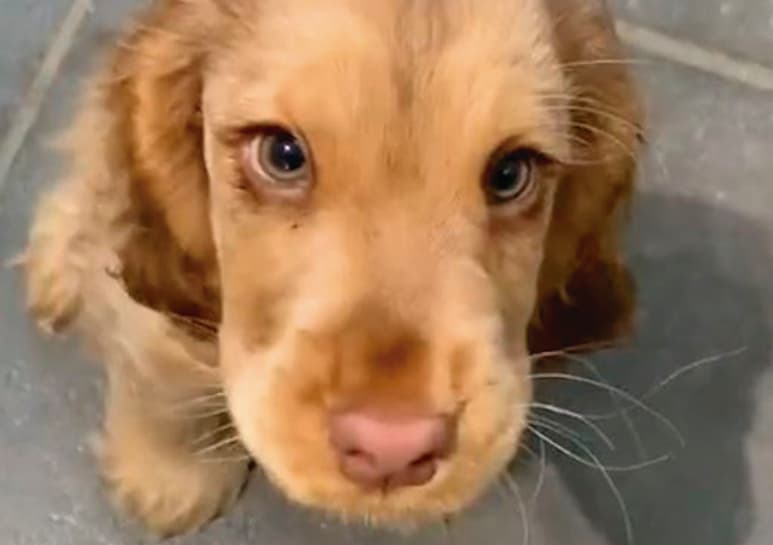 El video de Winnie fue compartido por el perfil de Facebook, Woof Woof. (CAPTURA)