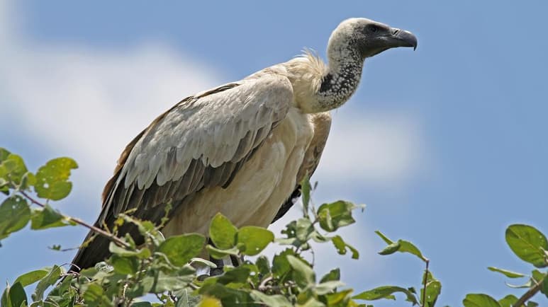 Más de 50 buitres en peligro crítico de extinción han sido envenenados en Zimbabue, en la que es la última matanza masiva de una especie que corre el riesgo severo de desaparecer. (ESPECIAL)