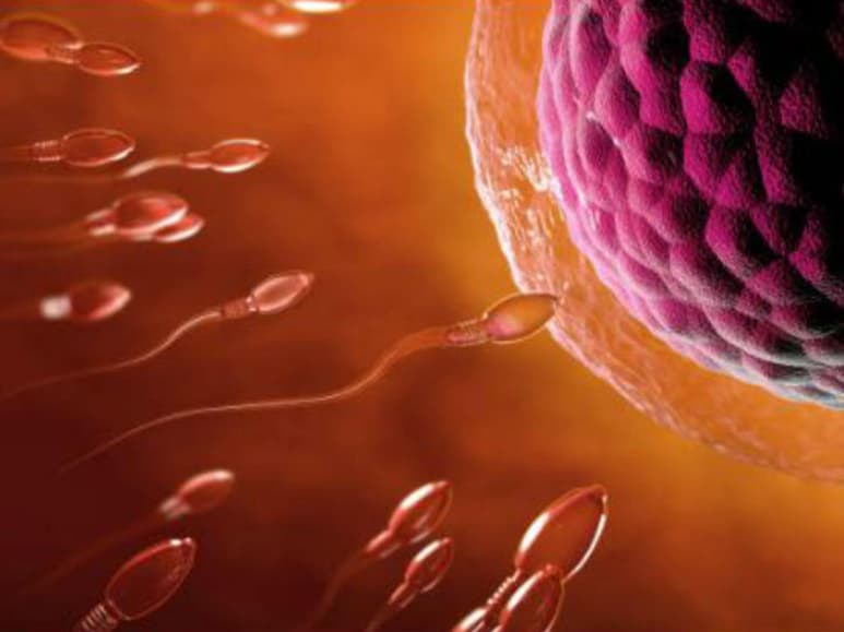Crear espermatozoides y óvulos artificiales a partir de células madre podría ser realidad este 2020. (ESPECIAL)