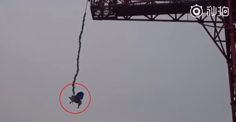 En las imágenes se escucha chillar al cerdo antes y después de ser lanzado desde el bungee (INTERNET) 