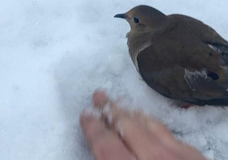 El hombre se detuvo en la carretera para ayudar al pájaro (INTERNET)