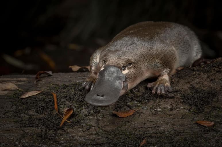 Agregaron que la limpieza de tierras para cultivo, el cambio climático y las sequías llevaron a la reducción de 40 por ciento de la población de ornitorrincos en la zona costera australiana. (ESPECIAL)