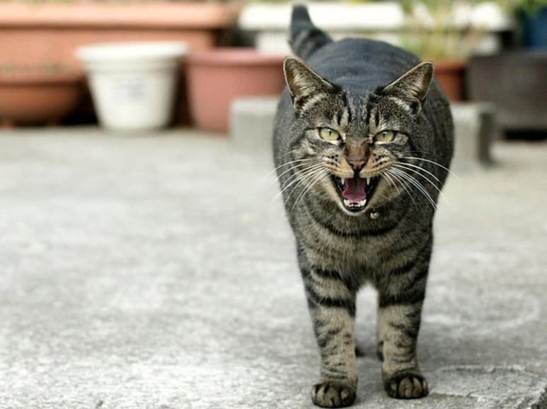 La gata, dice su dueña, enloqueció. (INTERNET)
