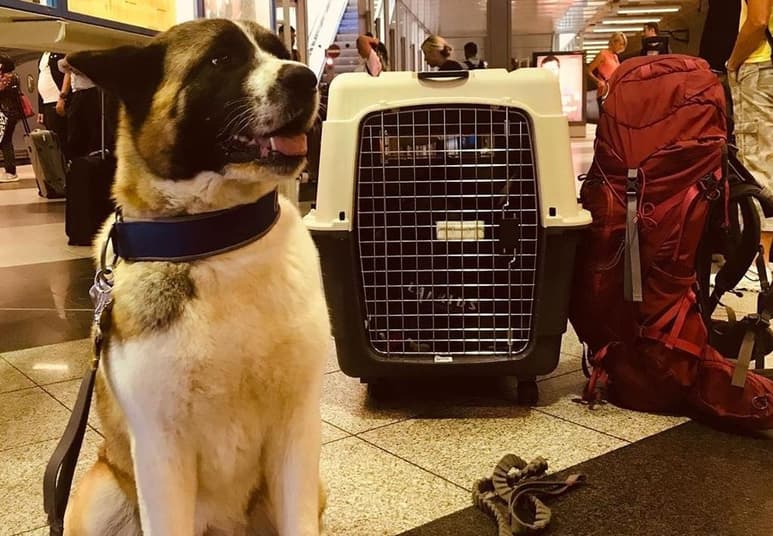 Aunque viajar en avión con mascotas es una práctica cada vez más usual, siguen existiendo puntos a considerar por la seguridad de cada uno de ellos. (ESPECIAL)